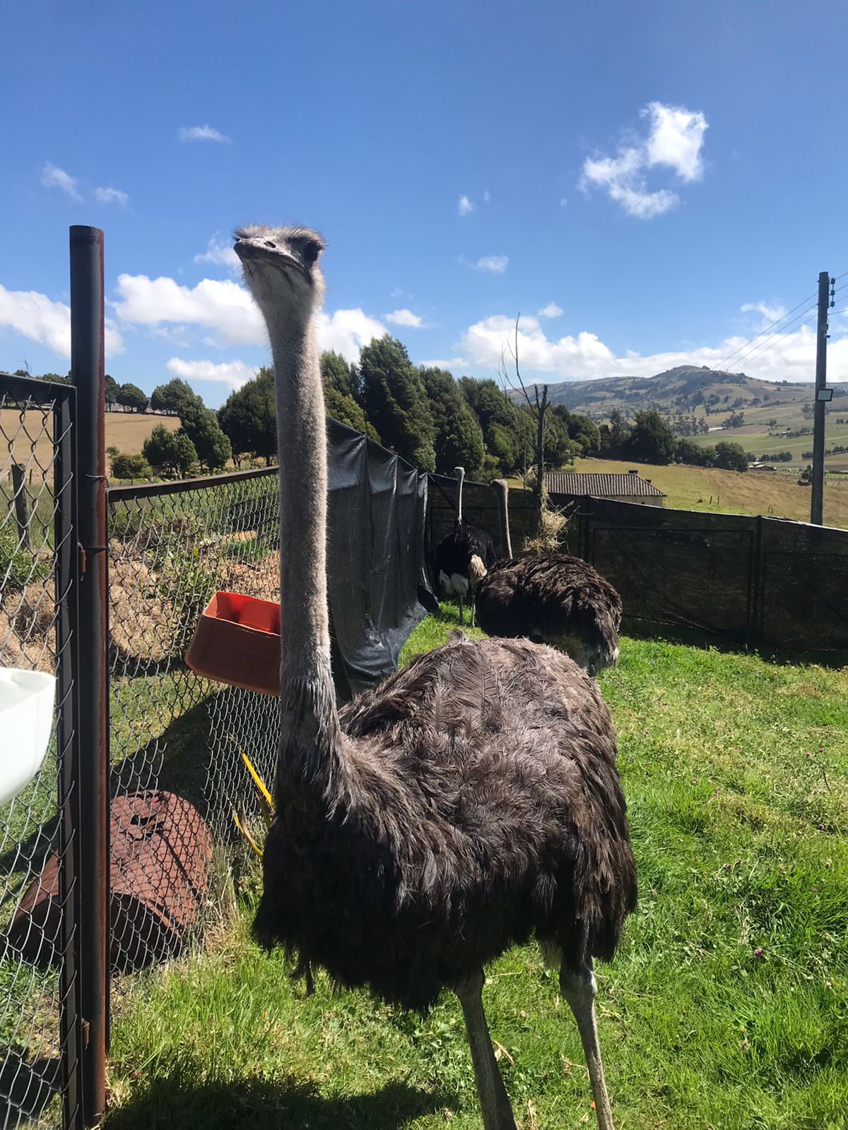 Tres avestruces fueron rescatadas del tráfico ilegal y trasladadas al hogar de paso de la Juan en Tunja